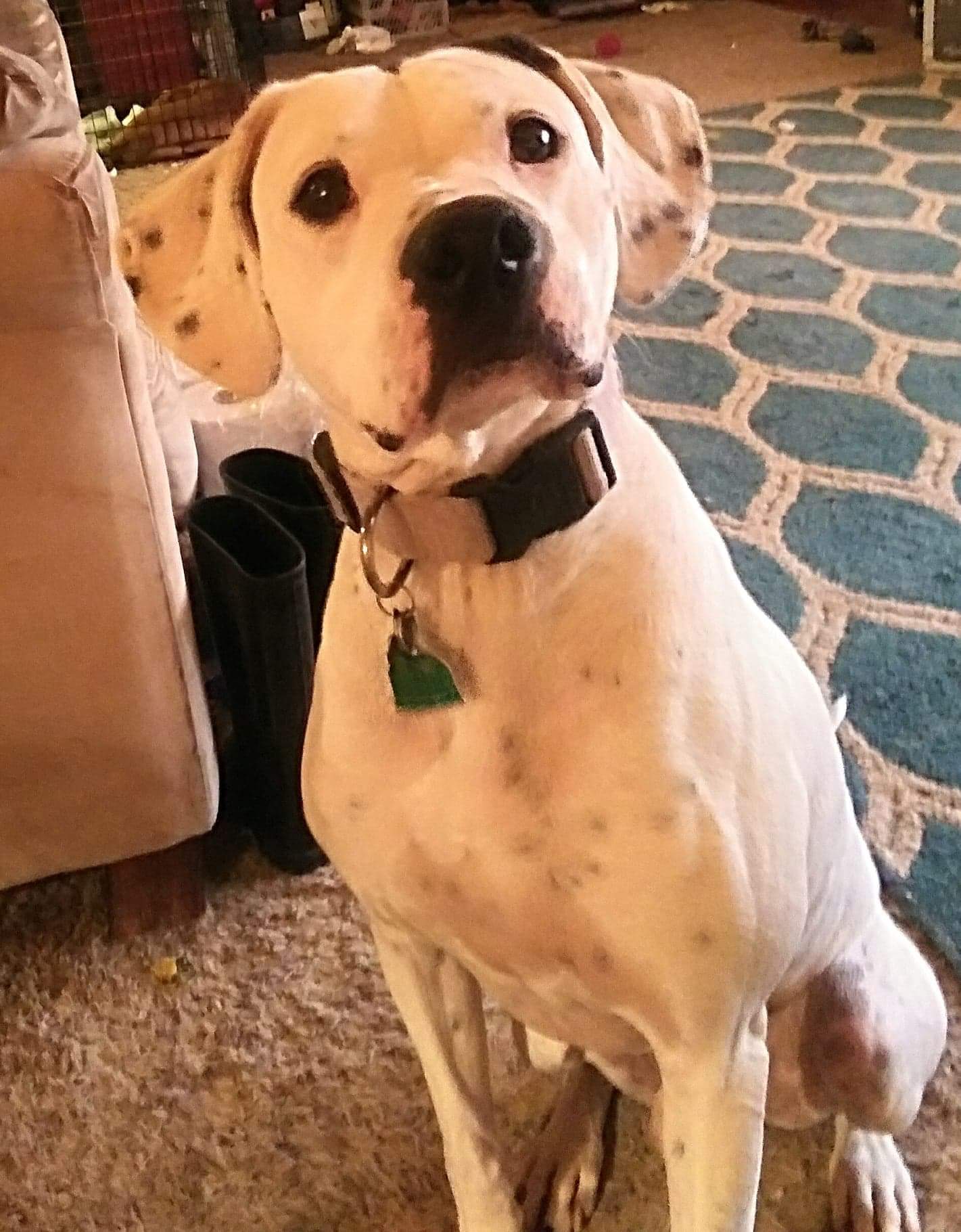 Shiner, an adoptable Boxer, Dalmatian in Lubbock, TX, 79423 | Photo Image 2