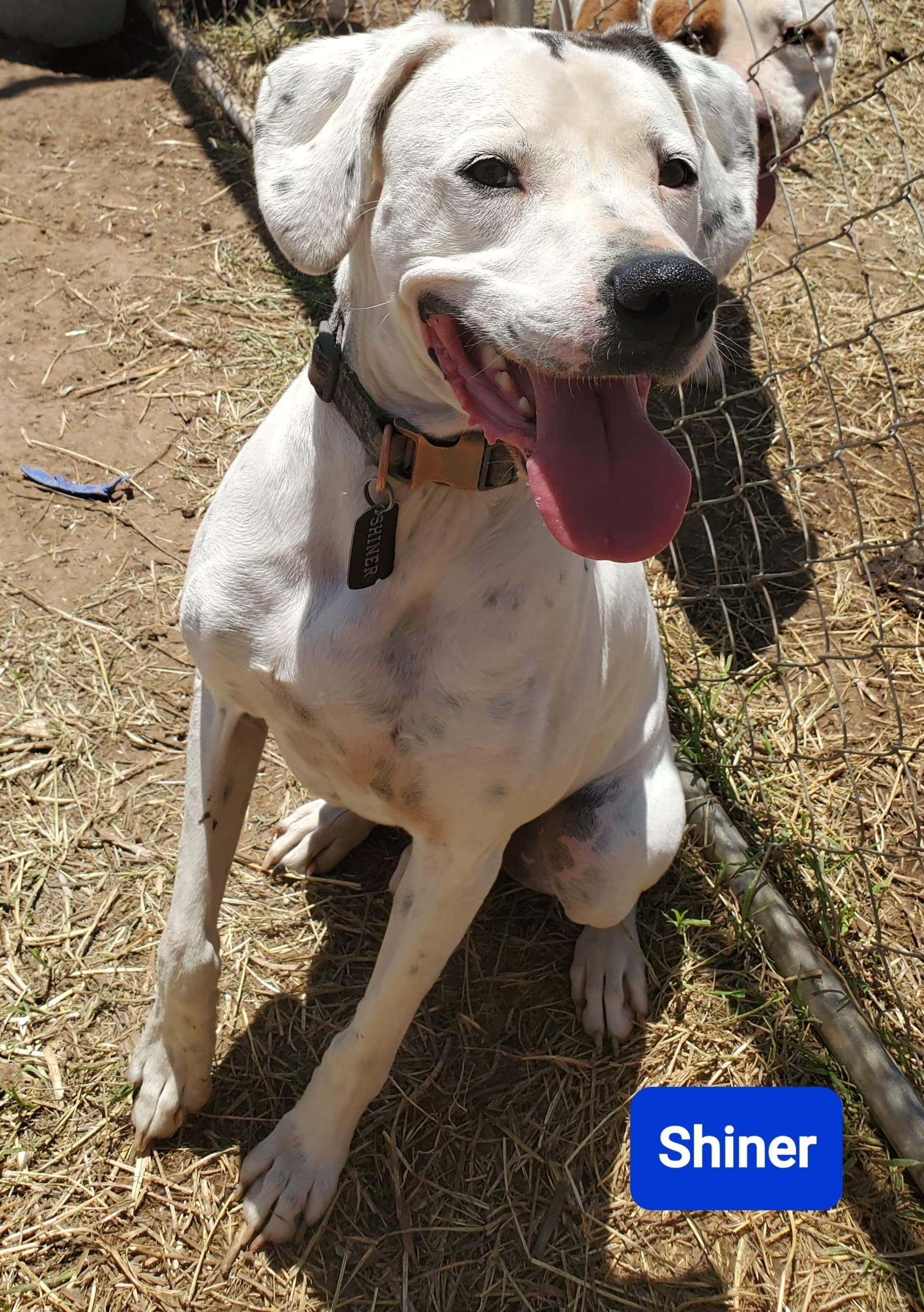Shiner, an adoptable Boxer, Dalmatian in Lubbock, TX, 79423 | Photo Image 3