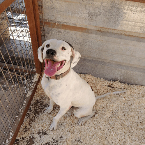 Shiner, an adoptable Boxer, Dalmatian in Lubbock, TX, 79423 | Photo Image 5