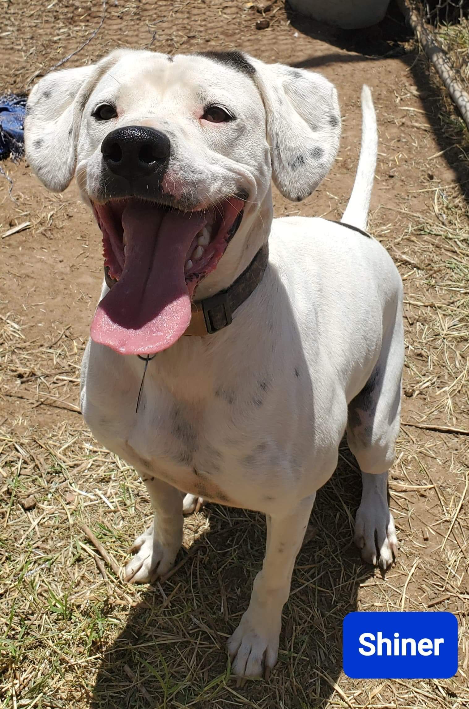 Shiner, an adoptable Boxer, Dalmatian in Lubbock, TX, 79423 | Photo Image 6