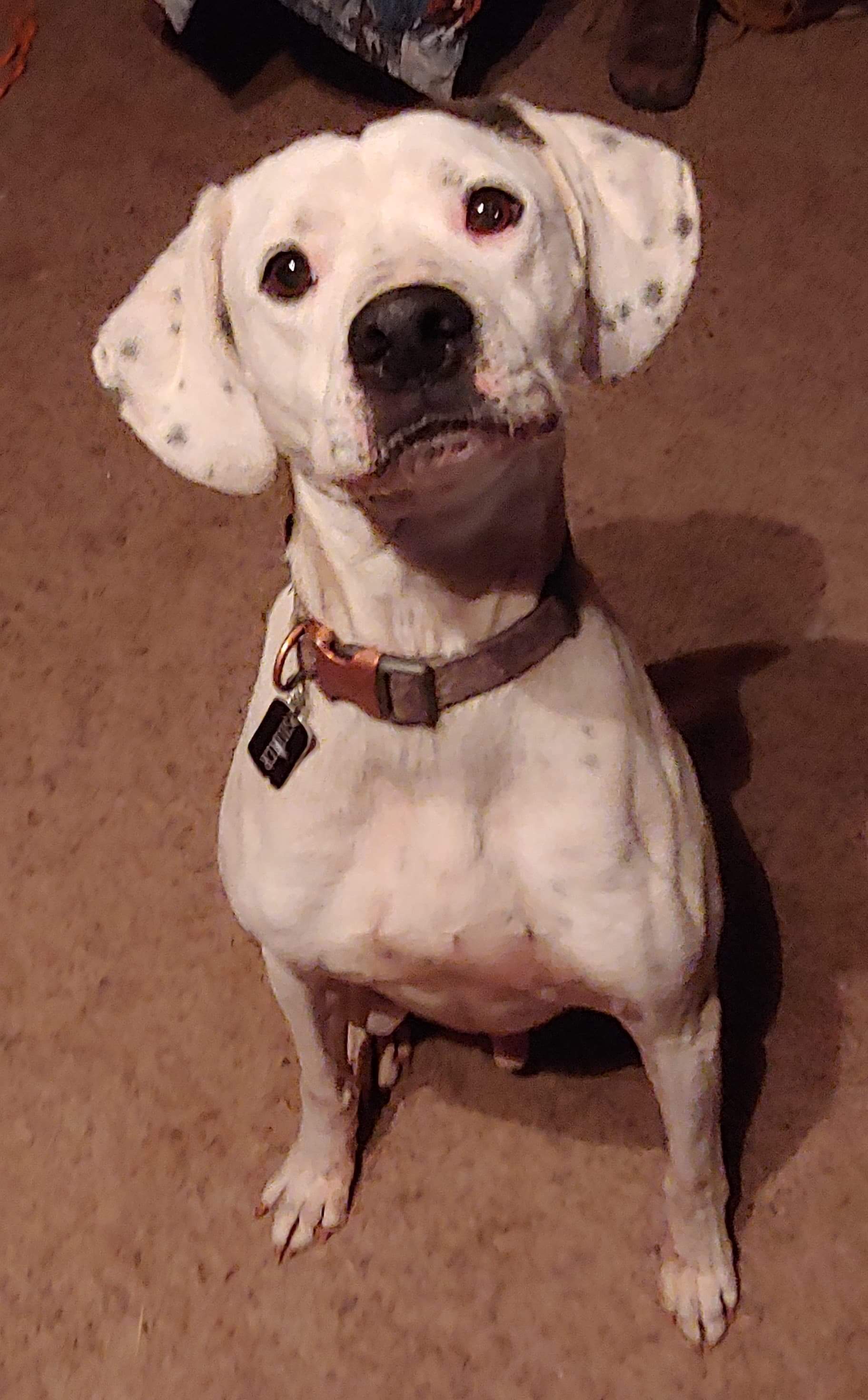 Shiner, an adoptable Boxer, Dalmatian in Lubbock, TX, 79423 | Photo Image 1