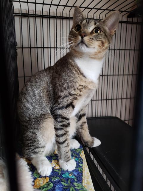 Frisco, an adoptable Domestic Short Hair in Sprakers, NY, 12166 | Photo Image 1