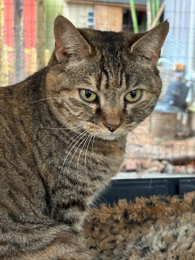 Aurora, an adoptable Domestic Short Hair in Pittsboro, NC, 27312 | Photo Image 1