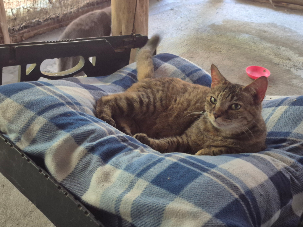 Aurora, an adoptable Domestic Short Hair in Pittsboro, NC, 27312 | Photo Image 1