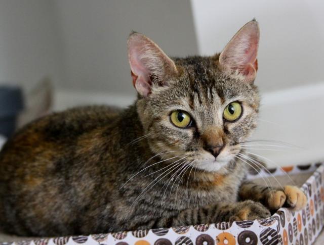 Aurora, an adoptable Domestic Short Hair in Pittsboro, NC, 27312 | Photo Image 2