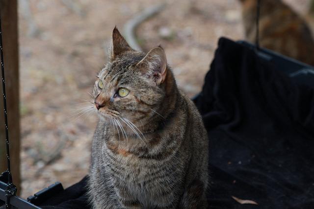 Aurora, an adoptable Domestic Short Hair in Pittsboro, NC, 27312 | Photo Image 3