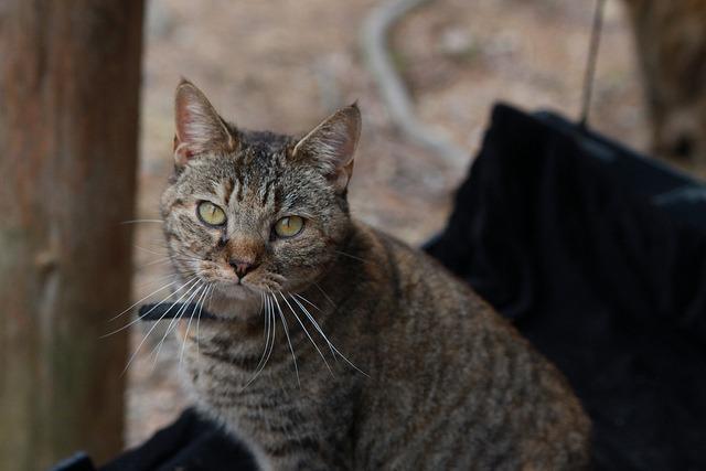 Aurora, an adoptable Domestic Short Hair in Pittsboro, NC, 27312 | Photo Image 4