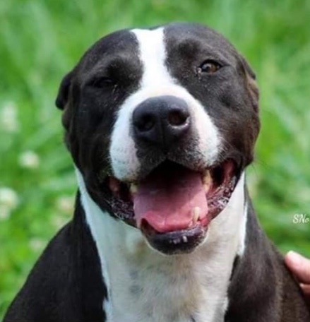 Abby, an adoptable Pit Bull Terrier in Salem, MO, 65560 | Photo Image 1