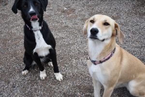 Betty & Wilma -Bonded Pair