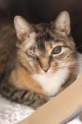 Tiresias, an adoptable Domestic Short Hair in Philadelphia, PA, 19140 | Photo Image 3