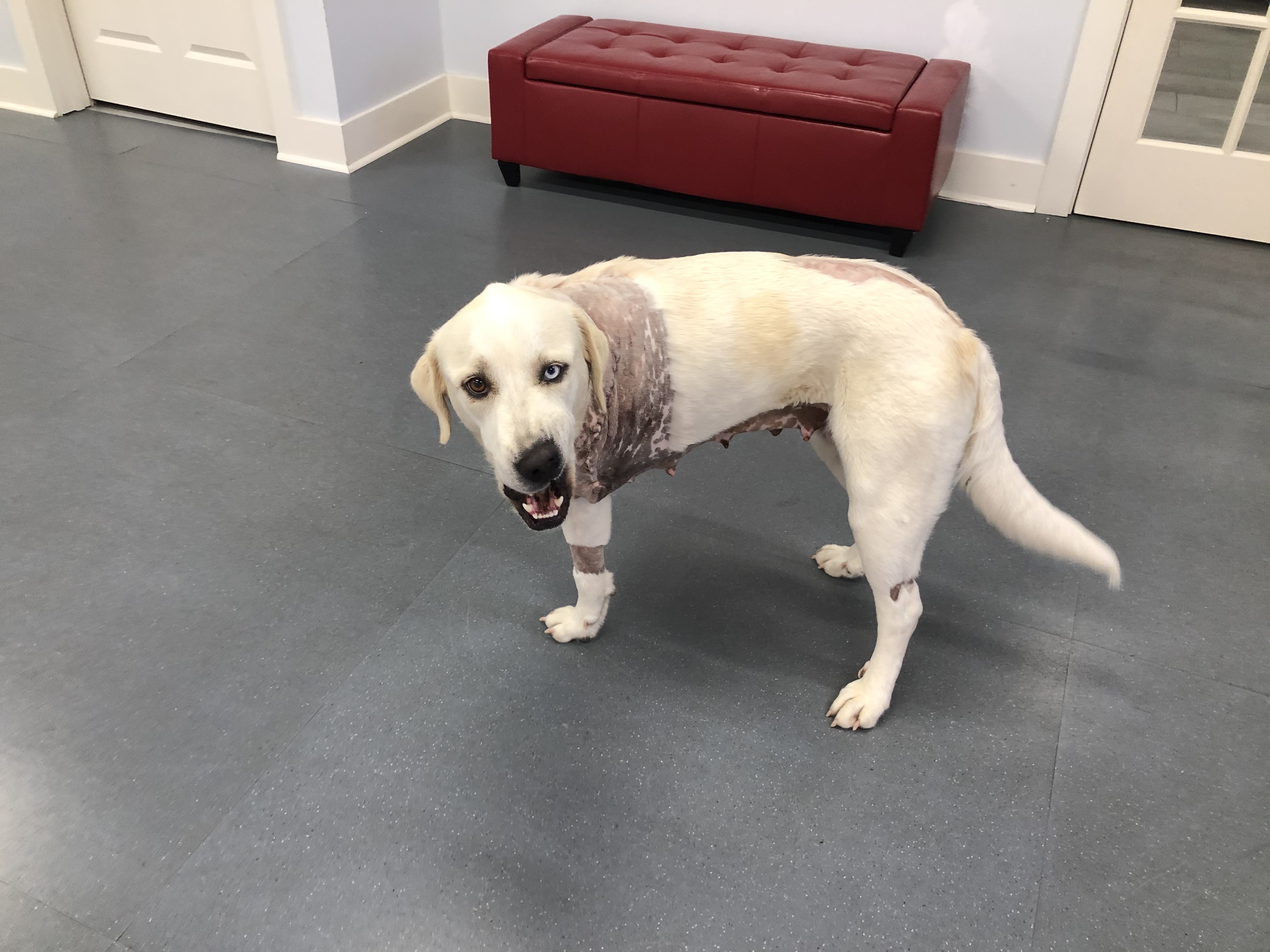 Flossie, an adoptable Great Pyrenees, Labrador Retriever in Ridgeland, SC, 29936 | Photo Image 1