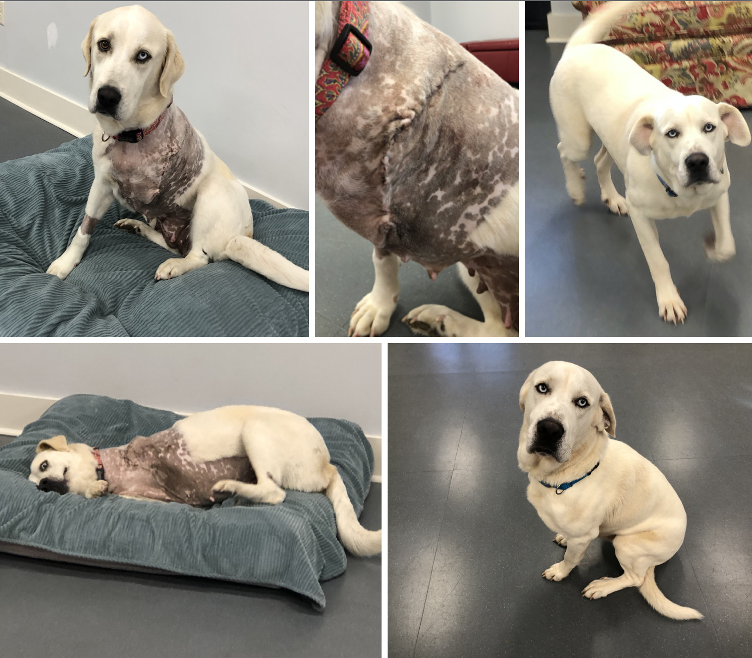 Flossie, an adoptable Great Pyrenees, Labrador Retriever in Ridgeland, SC, 29936 | Photo Image 2