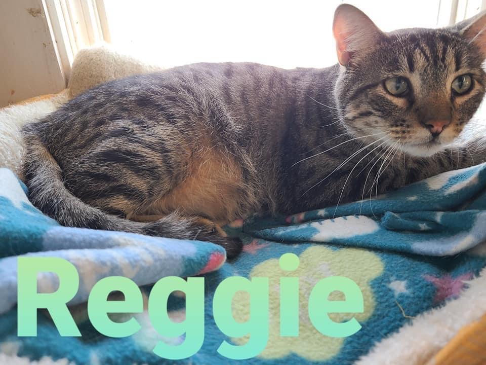 Reggie, an adoptable Domestic Short Hair in Hastings, NE, 68901 | Photo Image 3