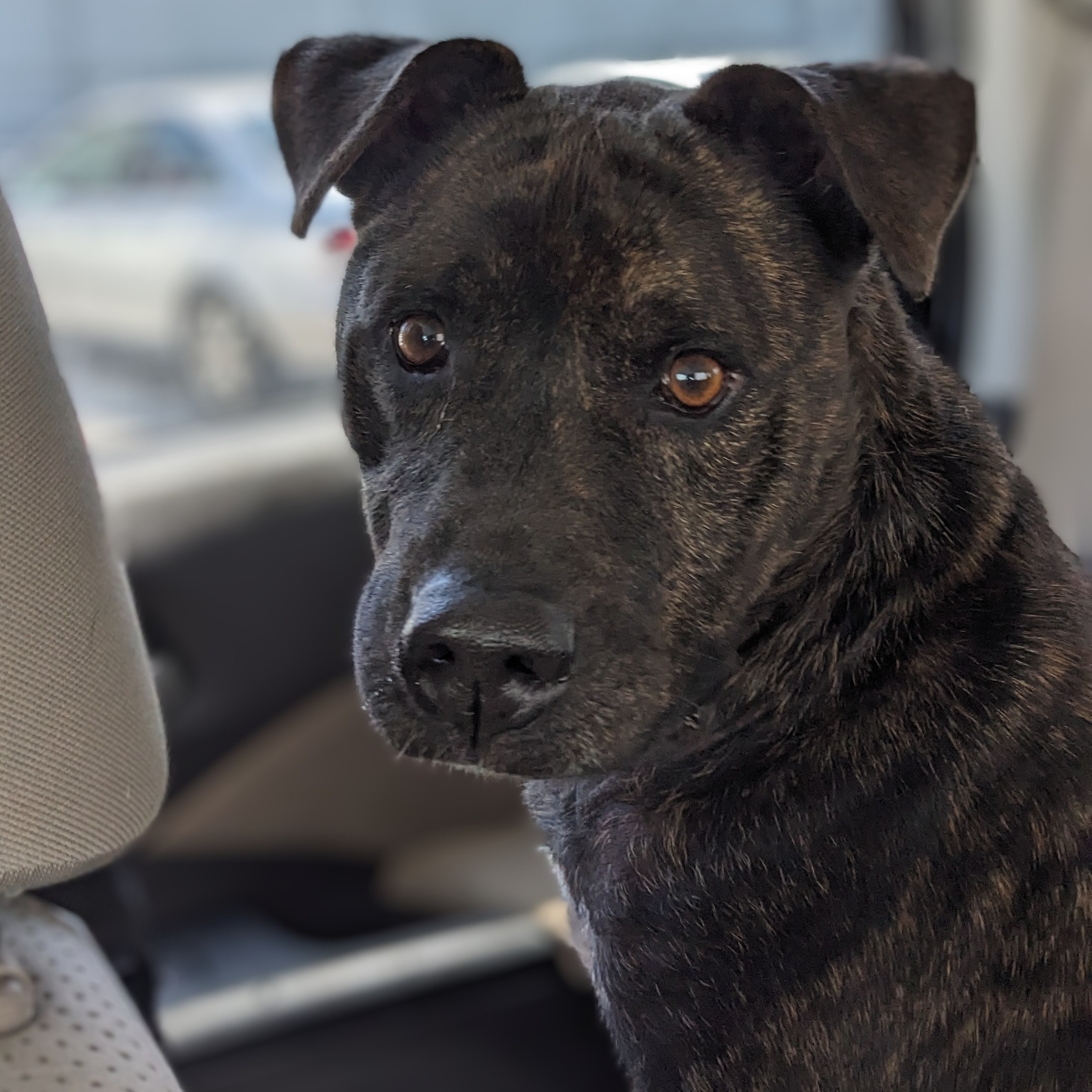 Luther, an adoptable Pit Bull Terrier in Springfield, MO, 65803 | Photo Image 1