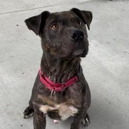 Luther, an adoptable Pit Bull Terrier in Springfield, MO, 65803 | Photo Image 2