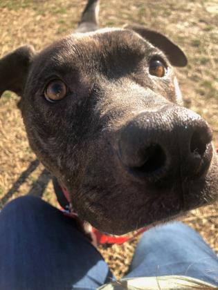 Luther, an adoptable Pit Bull Terrier in Springfield, MO, 65803 | Photo Image 3