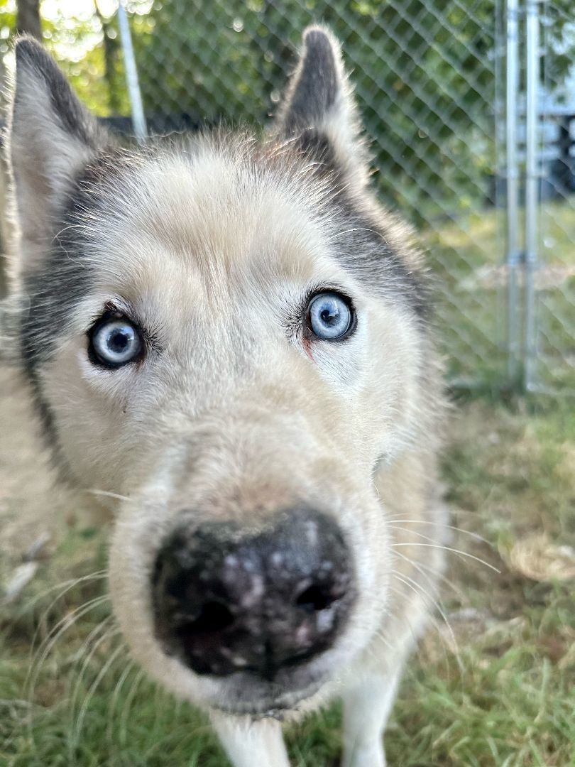 SABOR Husky, an adoptable Husky in Owensboro, KY, 42302 | Photo Image 1