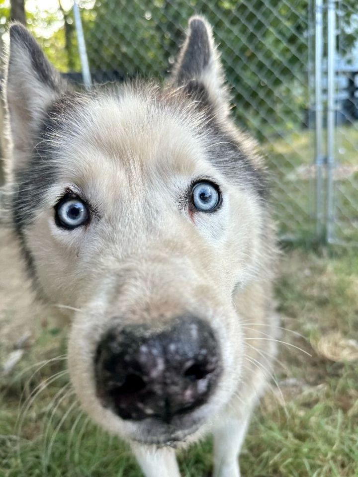 Dog for adoption SABOR Husky, a Husky in Owensboro, KY Petfinder