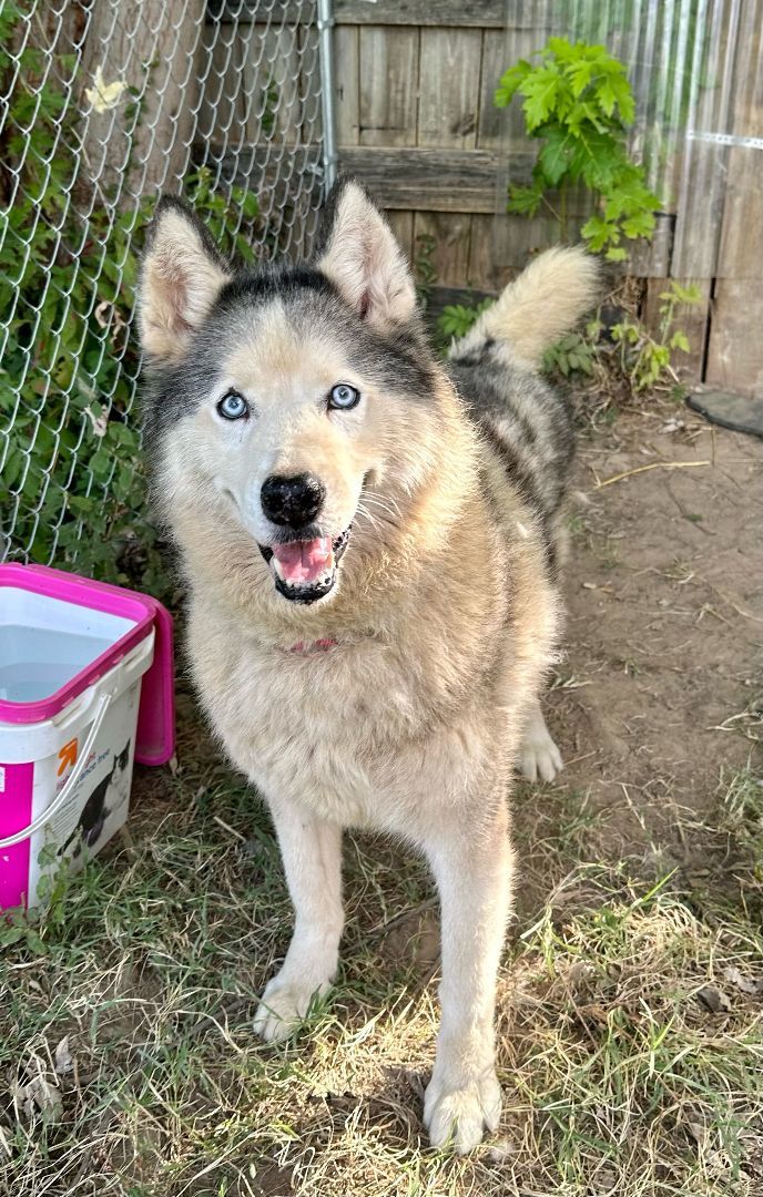Dog for adoption SABOR Husky, a Husky in Owensboro, KY Petfinder
