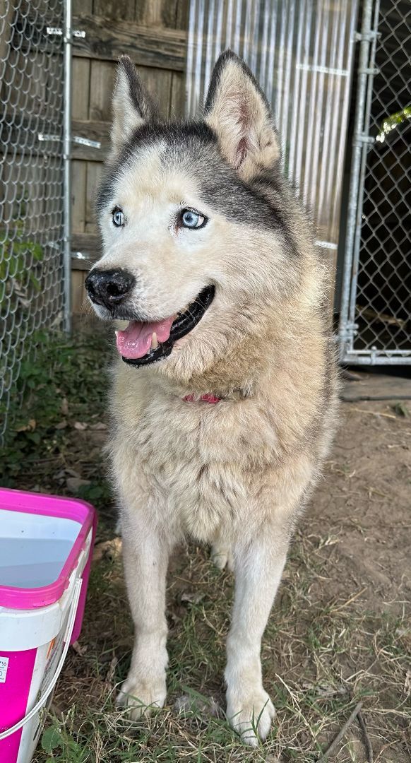 SABOR Husky, an adoptable Husky in Owensboro, KY, 42302 | Photo Image 4