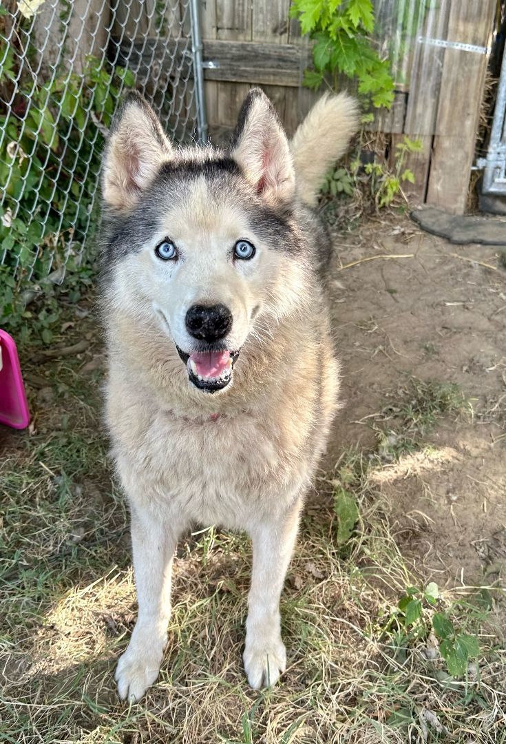SABOR Husky, an adoptable Husky in Owensboro, KY, 42302 | Photo Image 5