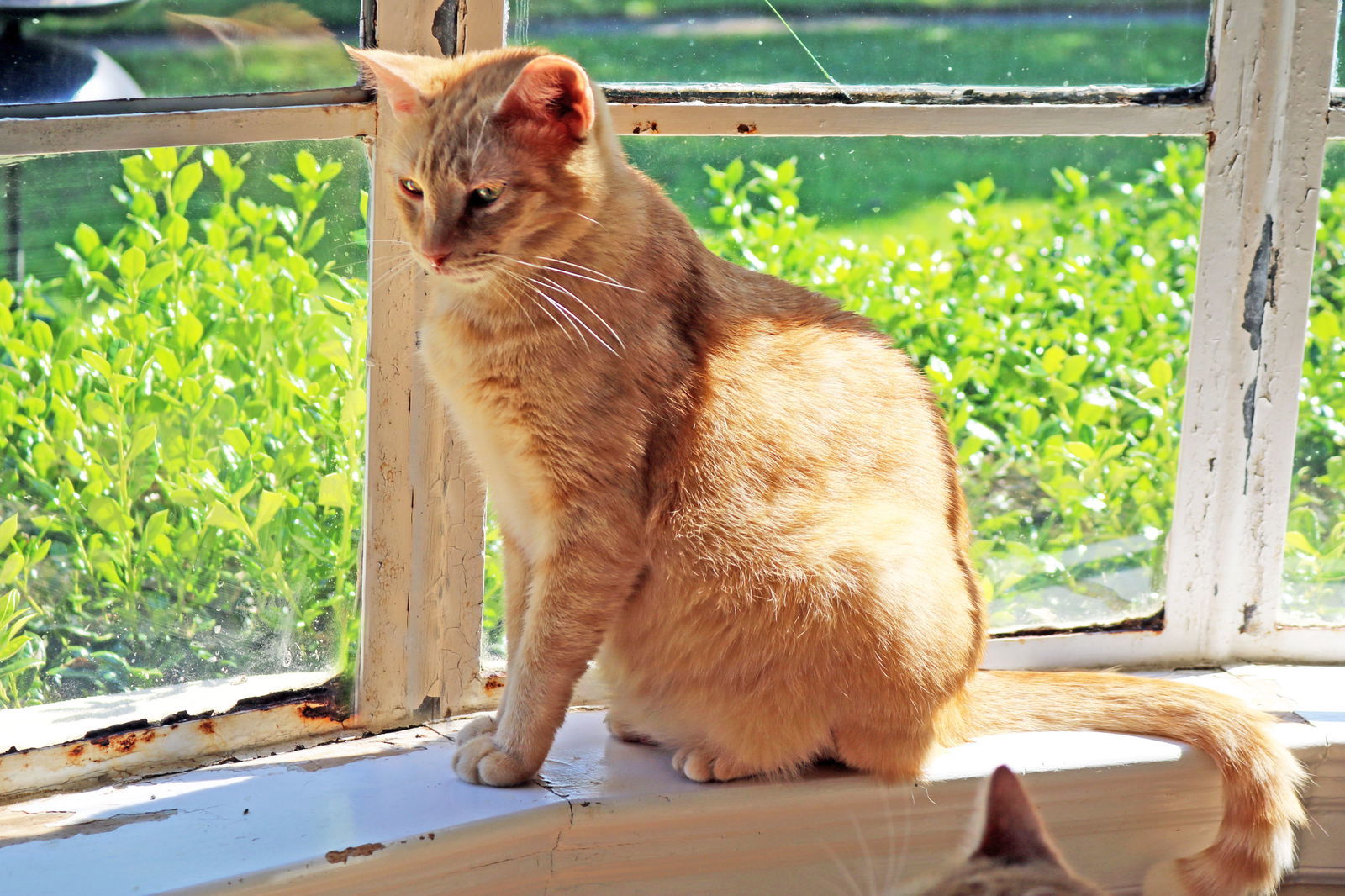 Lucas, an adoptable Tabby, Domestic Short Hair in Buford, GA, 30518 | Photo Image 1