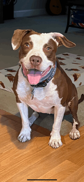 Rainbow, an adoptable American Staffordshire Terrier in Itasca, IL, 60143 | Photo Image 5