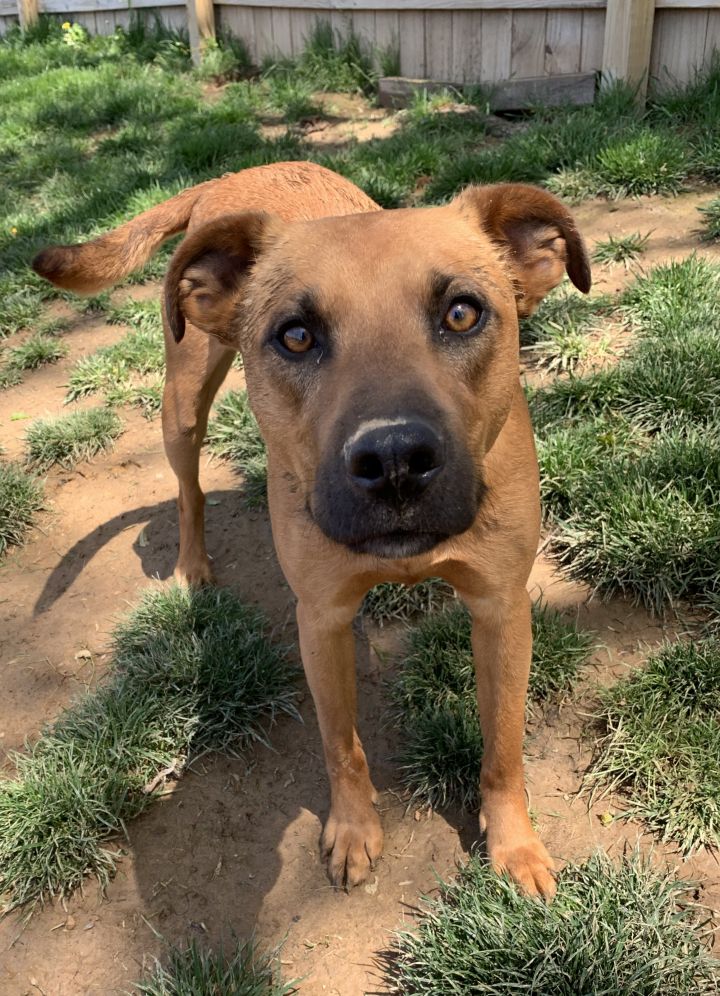 Black mouth cur mixed with store rhodesian ridgeback