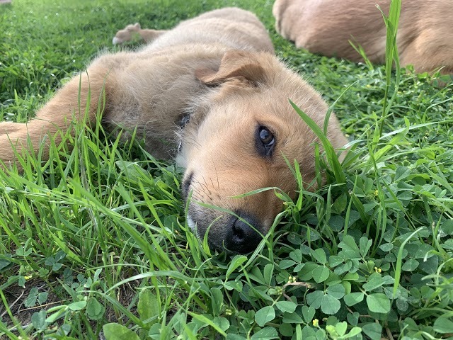 Lando *** FOSTER NEEDED ASAP!!***, an adoptable Great Pyrenees, Rottweiler in Austin, TX, 78757 | Photo Image 2