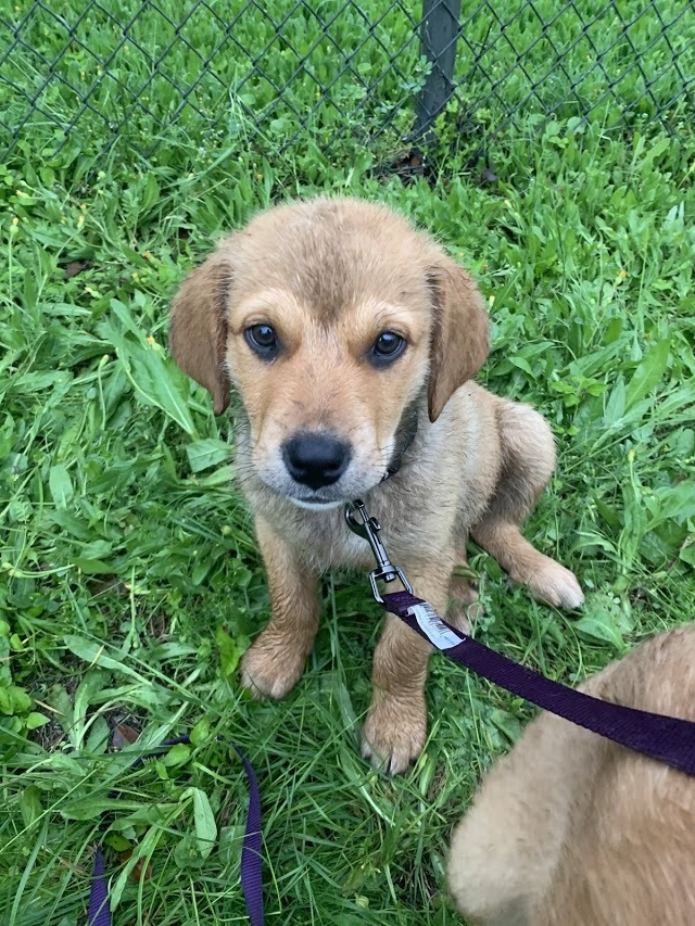 Lando *** FOSTER NEEDED ASAP!!***, an adoptable Great Pyrenees, Rottweiler in Austin, TX, 78757 | Photo Image 4