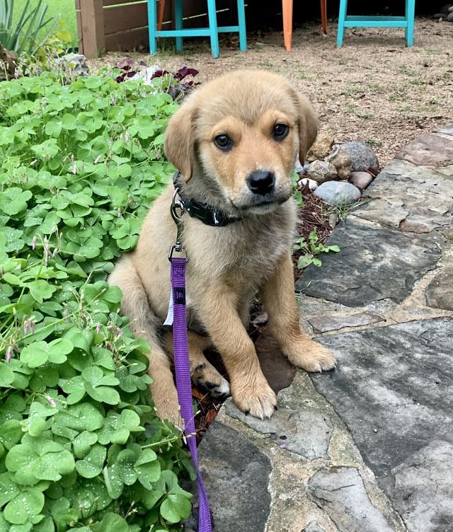 Lando *** FOSTER NEEDED ASAP!!***, an adoptable Great Pyrenees, Rottweiler in Austin, TX, 78757 | Photo Image 6