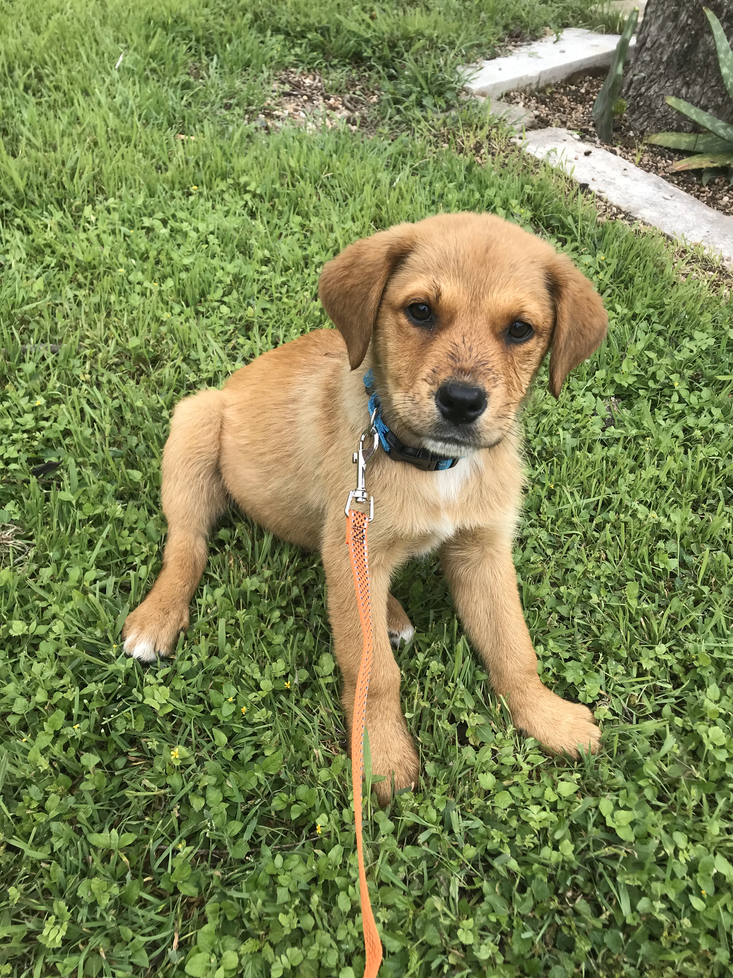 Lando *** FOSTER NEEDED ASAP!!***, an adoptable Great Pyrenees, Rottweiler in Austin, TX, 78757 | Photo Image 10