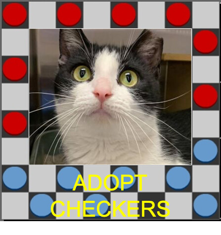 Checkers, an adopted Domestic Short Hair in Cincinnati, OH_image-1