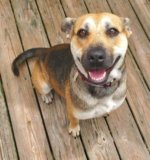 Heidi, an adoptable German Shepherd Dog, Hound in St. Augustine, FL, 32084 | Photo Image 1