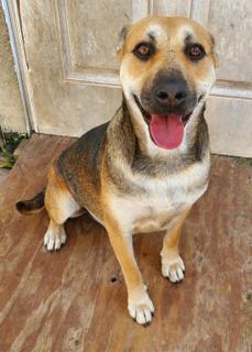 Heidi, an adoptable German Shepherd Dog, Hound in St. Augustine, FL, 32084 | Photo Image 3