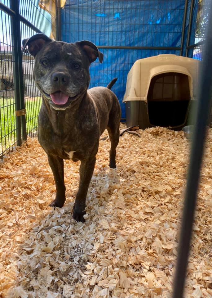 Otto, an adoptable American Bulldog in Troy, AL, 36081 | Photo Image 2