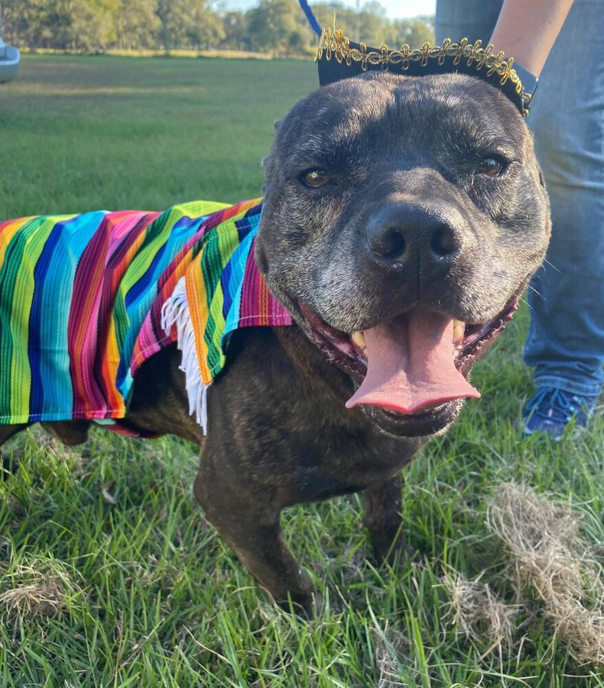 Otto, an adoptable American Bulldog in Troy, AL, 36081 | Photo Image 3