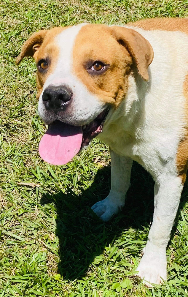 Dedrick, an adoptable Boxer, American Bulldog in Troy, AL, 36081 | Photo Image 5