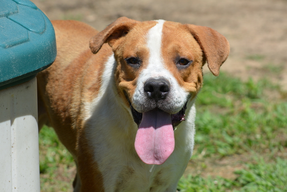 Dedrick, an adoptable Boxer, American Bulldog in Troy, AL, 36081 | Photo Image 1