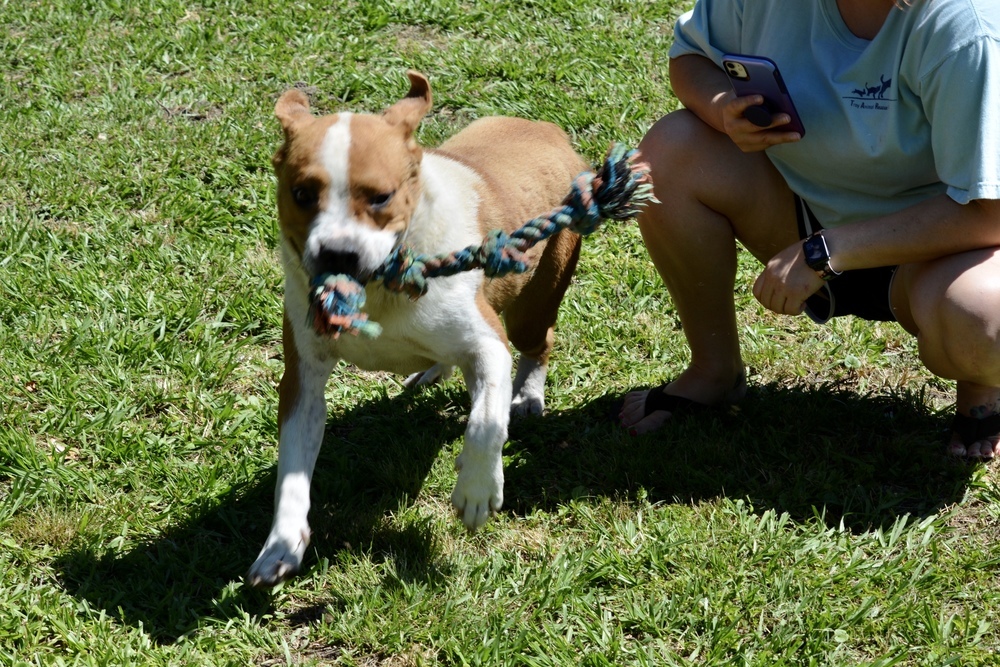 Dedrick, an adoptable Boxer, American Bulldog in Troy, AL, 36081 | Photo Image 3