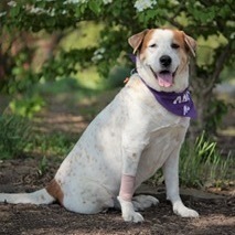 Marley Kate, an adoptable Cattle Dog in Springfield, MO, 65804 | Photo Image 2