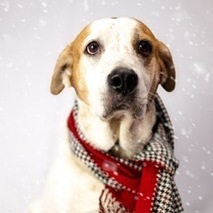 Marley Kate, an adoptable Cattle Dog in Springfield, MO, 65804 | Photo Image 3