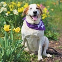 Marley Kate, an adoptable Cattle Dog in Springfield, MO, 65804 | Photo Image 4