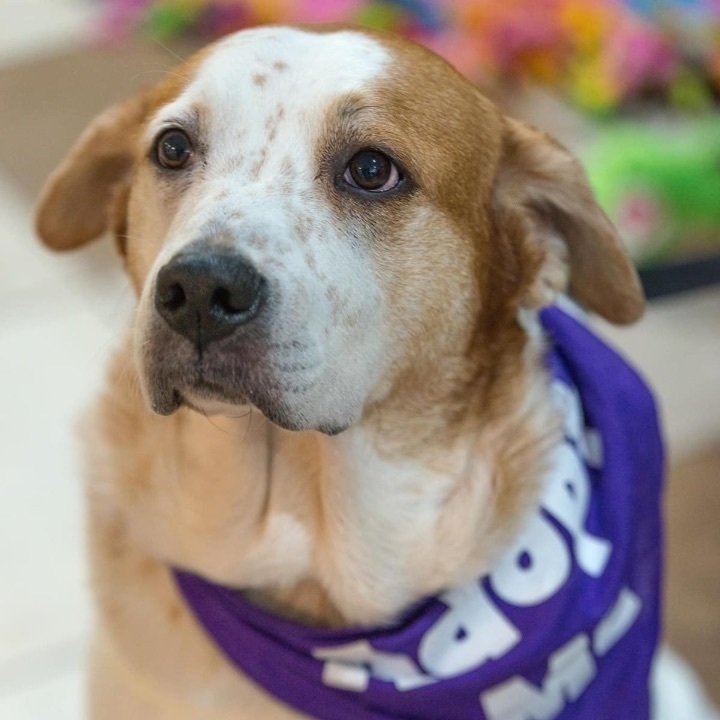 Marley Kate, an adoptable Cattle Dog in Springfield, MO, 65804 | Photo Image 5