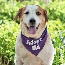 Marley Kate, an adoptable Cattle Dog in Springfield, MO, 65804 | Photo Image 6