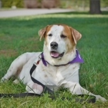 Marley Kate, an adoptable Cattle Dog in Springfield, MO, 65804 | Photo Image 1