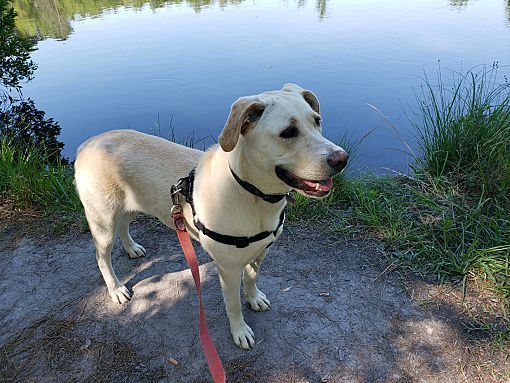 Sophie, an adoptable Labrador Retriever in Augusta, GA, 30909 | Photo Image 1