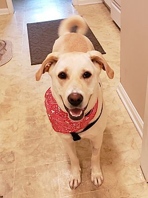Sophie, an adoptable Labrador Retriever in Augusta, GA, 30909 | Photo Image 2