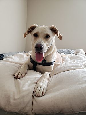 Sophie, an adoptable Labrador Retriever in Augusta, GA, 30909 | Photo Image 3