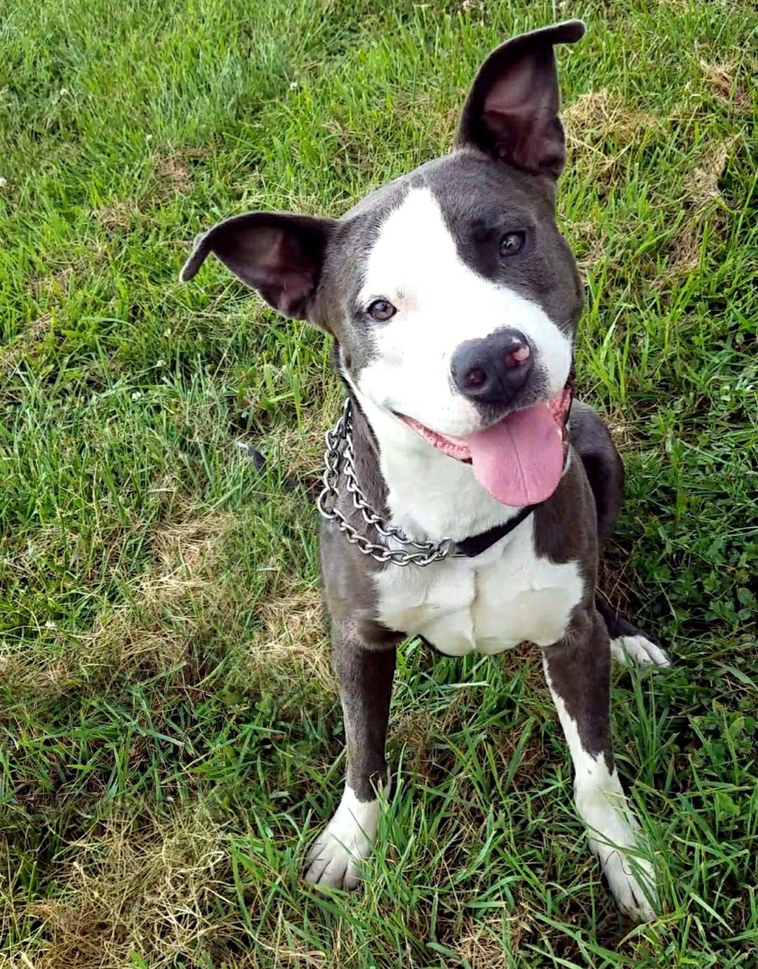 Regulus, an adoptable Pit Bull Terrier in Lincoln, NE, 68516 | Photo Image 1